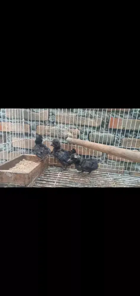 Ayam Poland black crested