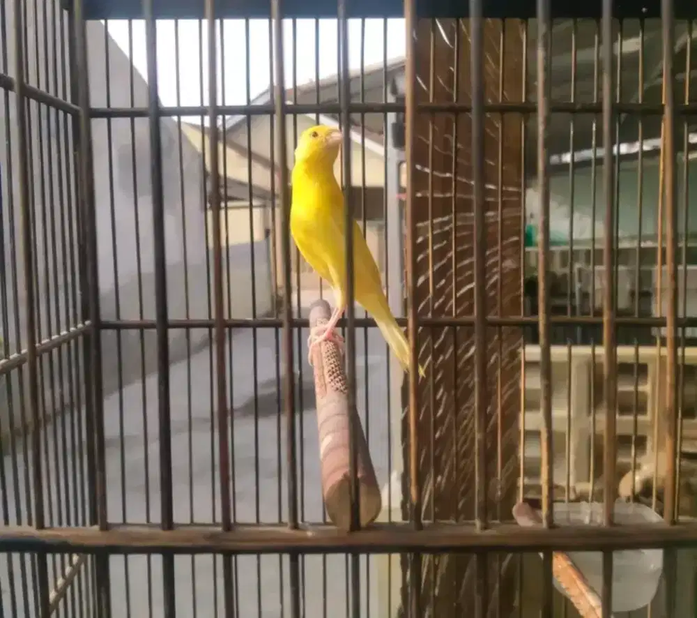 kenari stabilo mata merah jantan gacor