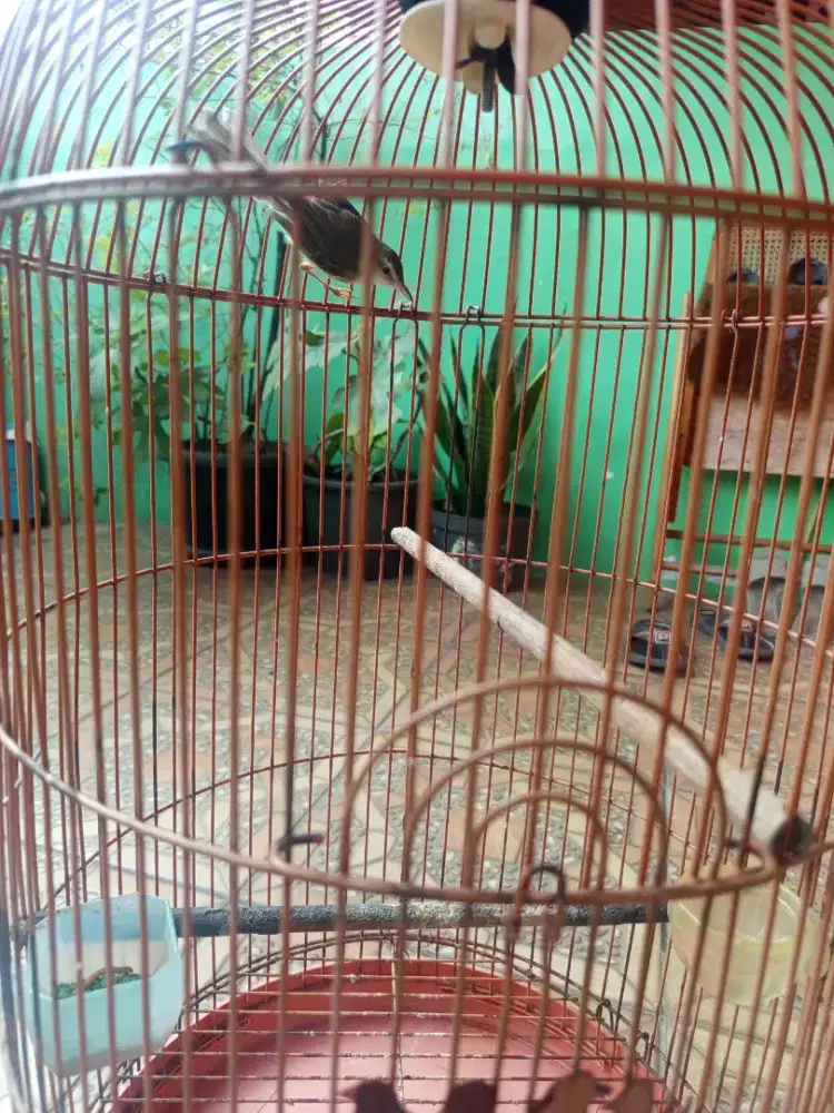 Burung ciblek sawah burja