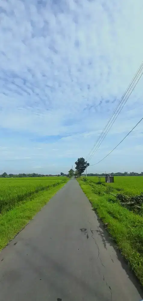 Sawah Produktif Wonolopo Tasikmadu Karanganyar