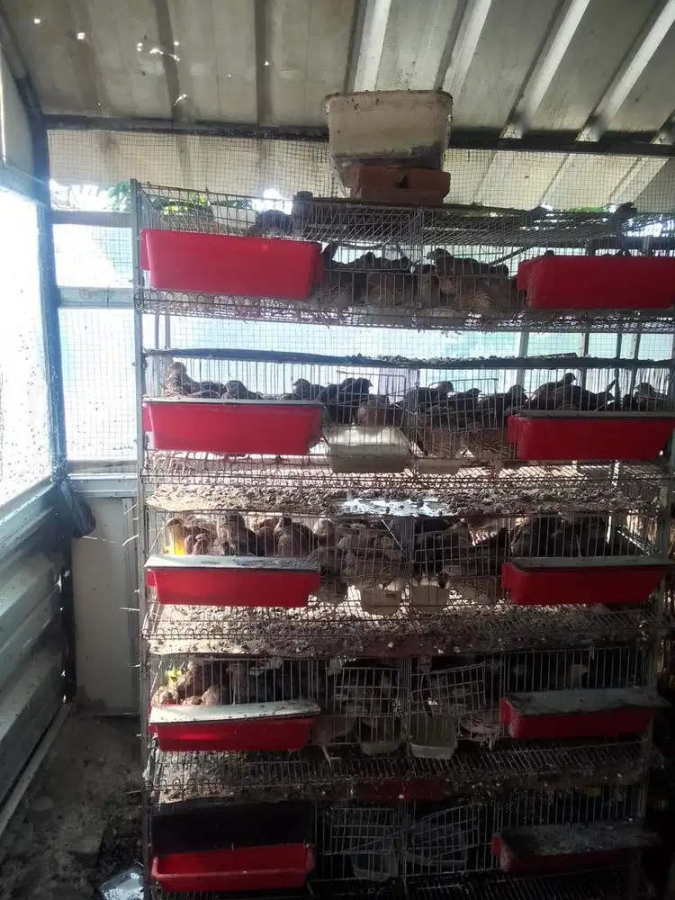 Jual Butuh, Kandang Plus Burung Puyuh Petelur, Nego Sampai Jadi