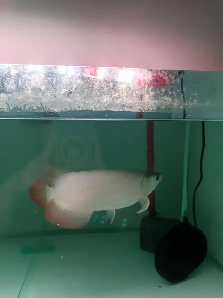 Ikan arwana super red