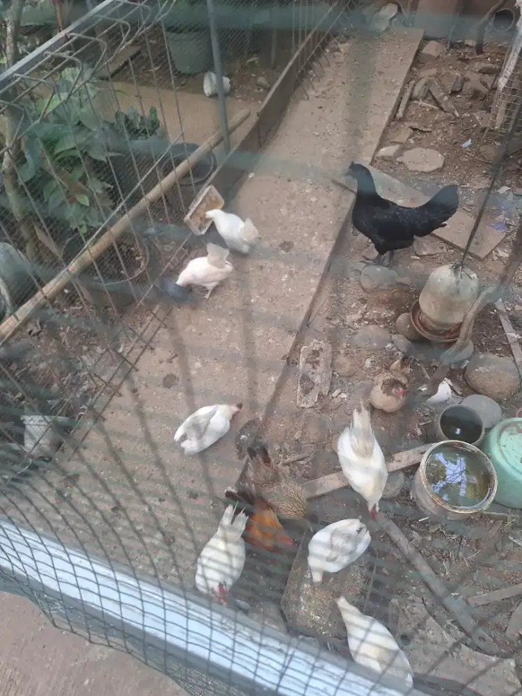 Ayam hitam cemani