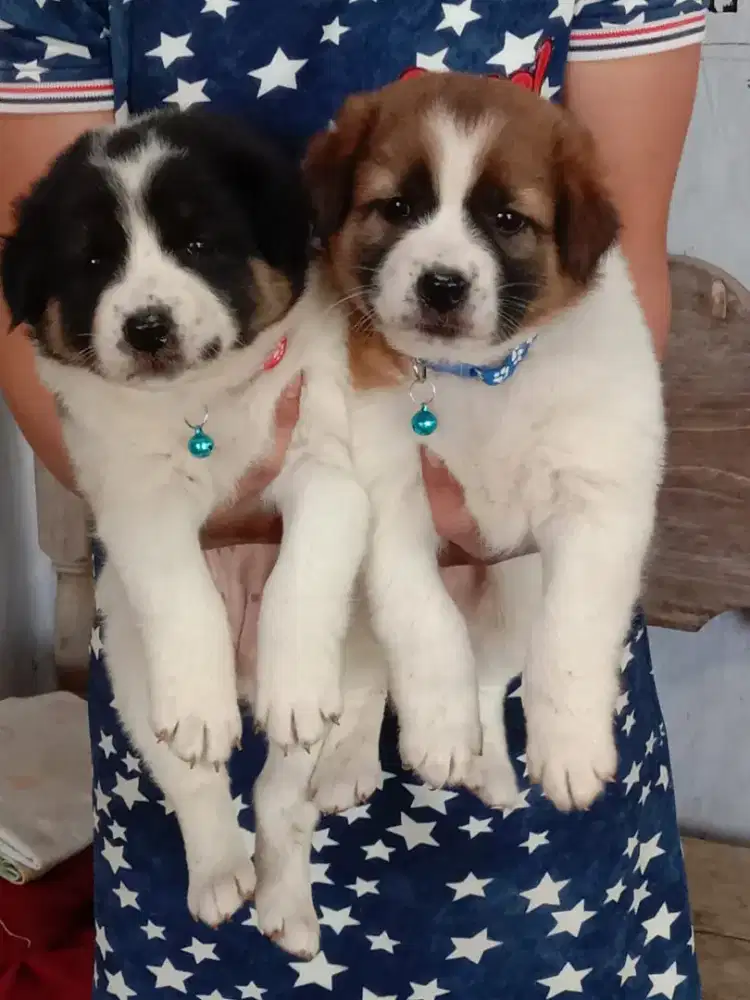 Anakan anjing lucu