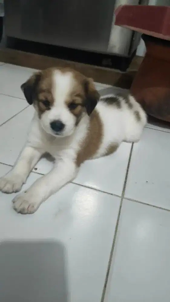 Open adop Anakan mix pom beagle 2bulan non stambum