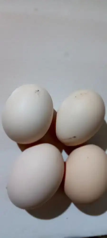 Jual Telur Ayam Kampung Elba