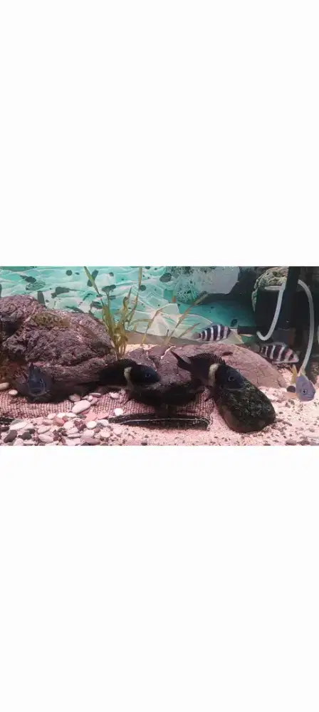 Cichlid Tropheus Duboisi