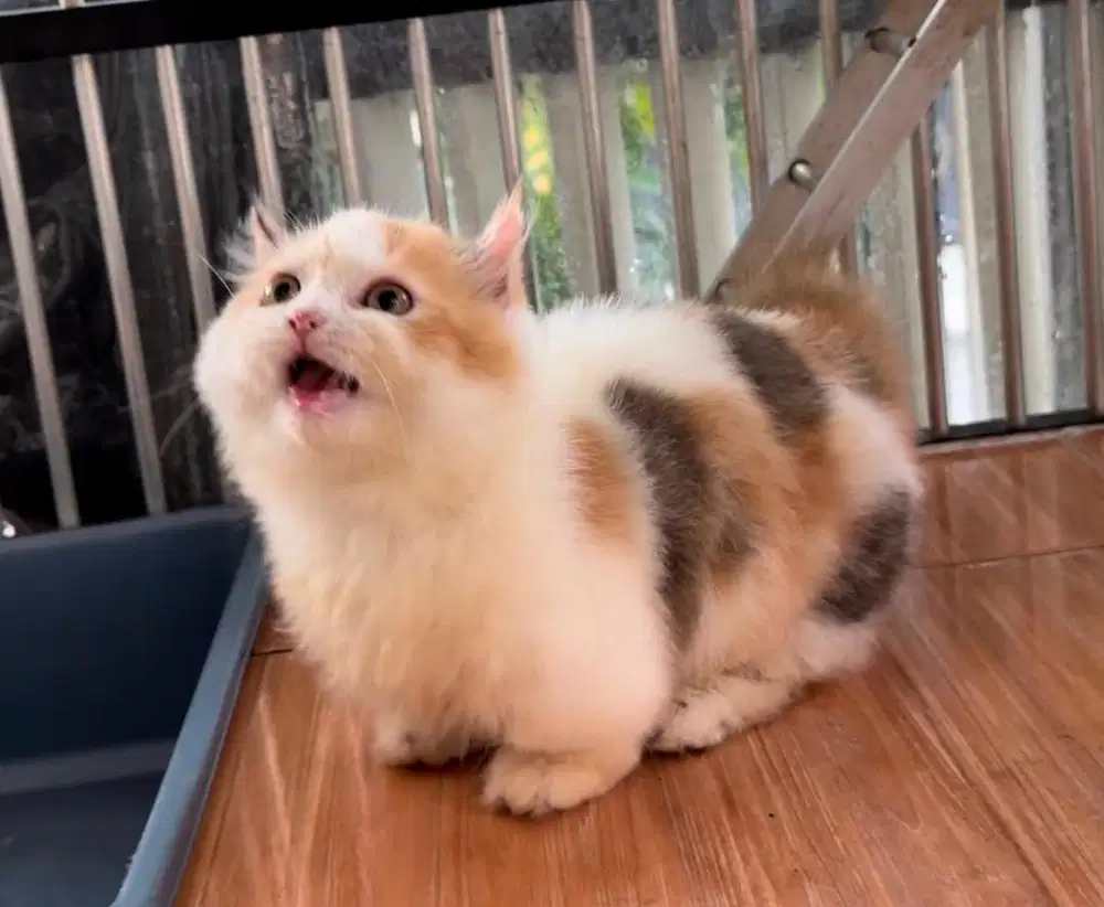 Jual Kucing Munchkin Kinkalow
