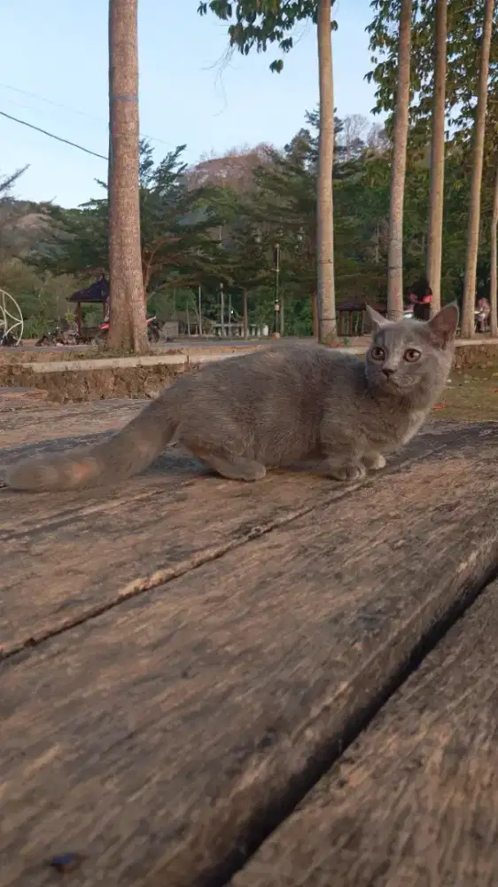 BSH MUNCHKIN MINUET