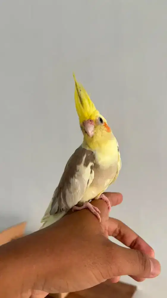 Falk Cockatiel Jinak