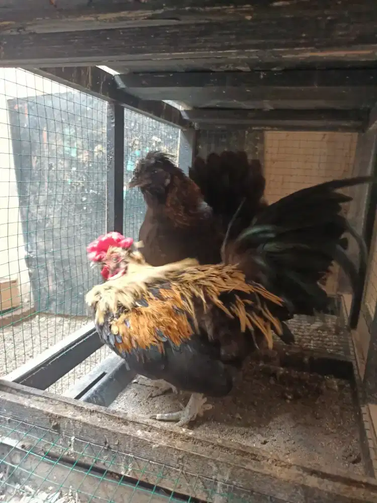 Ayam Kate sepasang