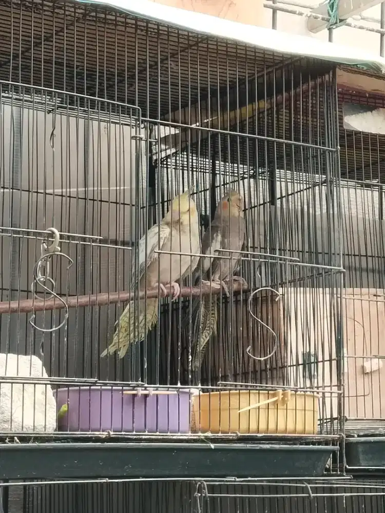 Sepasang burung falk dewasa