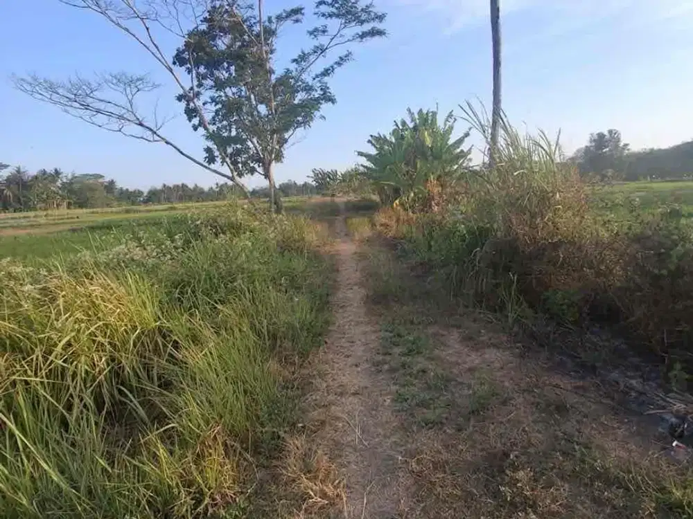 Dijual Tanah Sawah Murah di Selatan SMA 1 Minggir Sleman