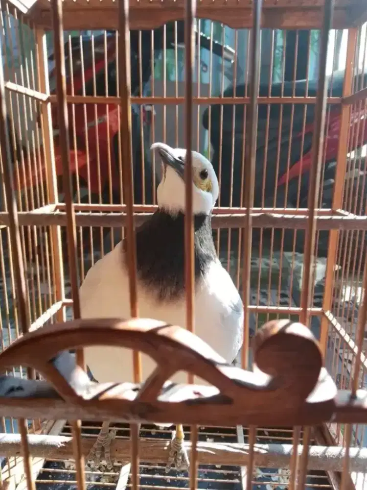 jalak hongkong gacor mulus