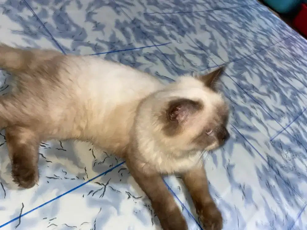 Kucing Himalaya