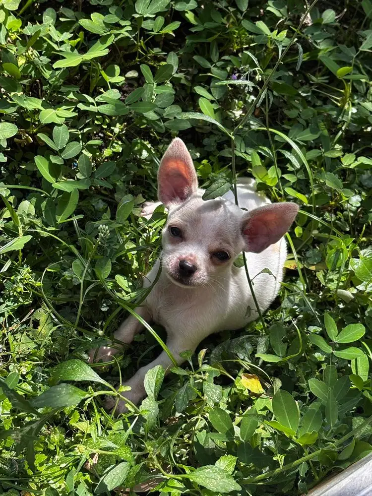 ANAKAN CHIHUAHUA