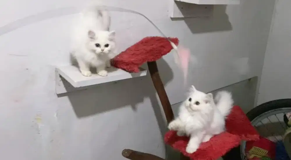Kucing persia WS