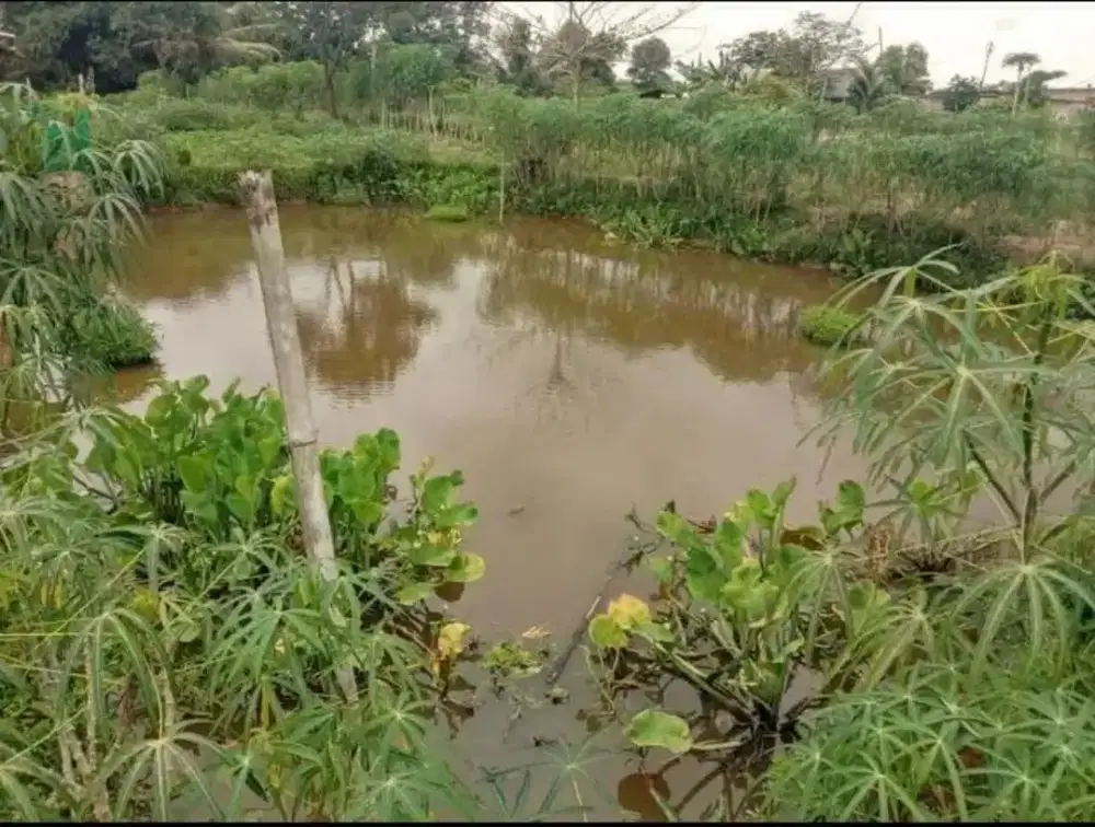 Dijual tambak ikan + tanah Nurdin panji