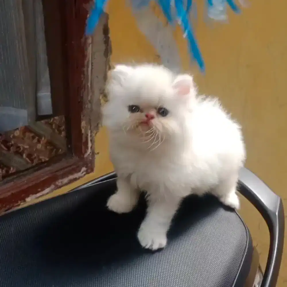 Kucing Persia Flatnose White Solid