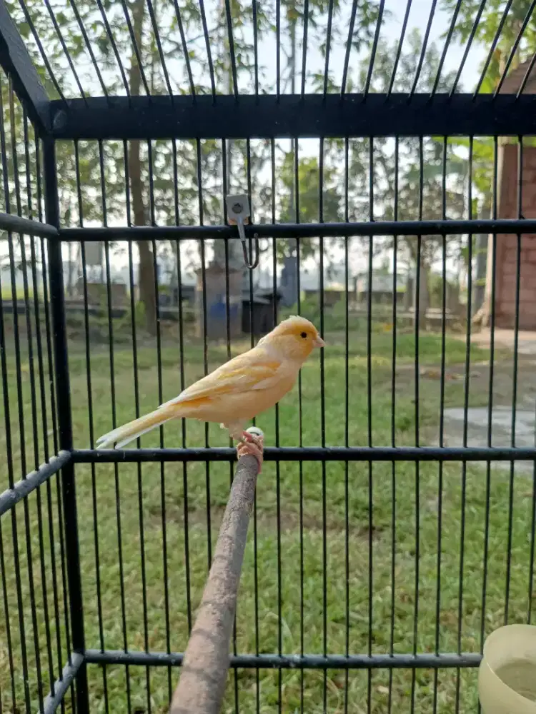 Burung Kenari Minusan