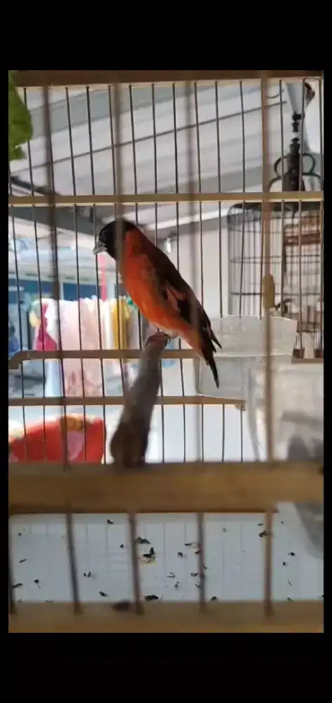 Red Siskin Jantan Gacor