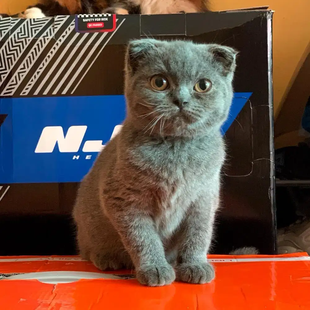 Lepas Adopt Borongan BSH  x Scottish fold