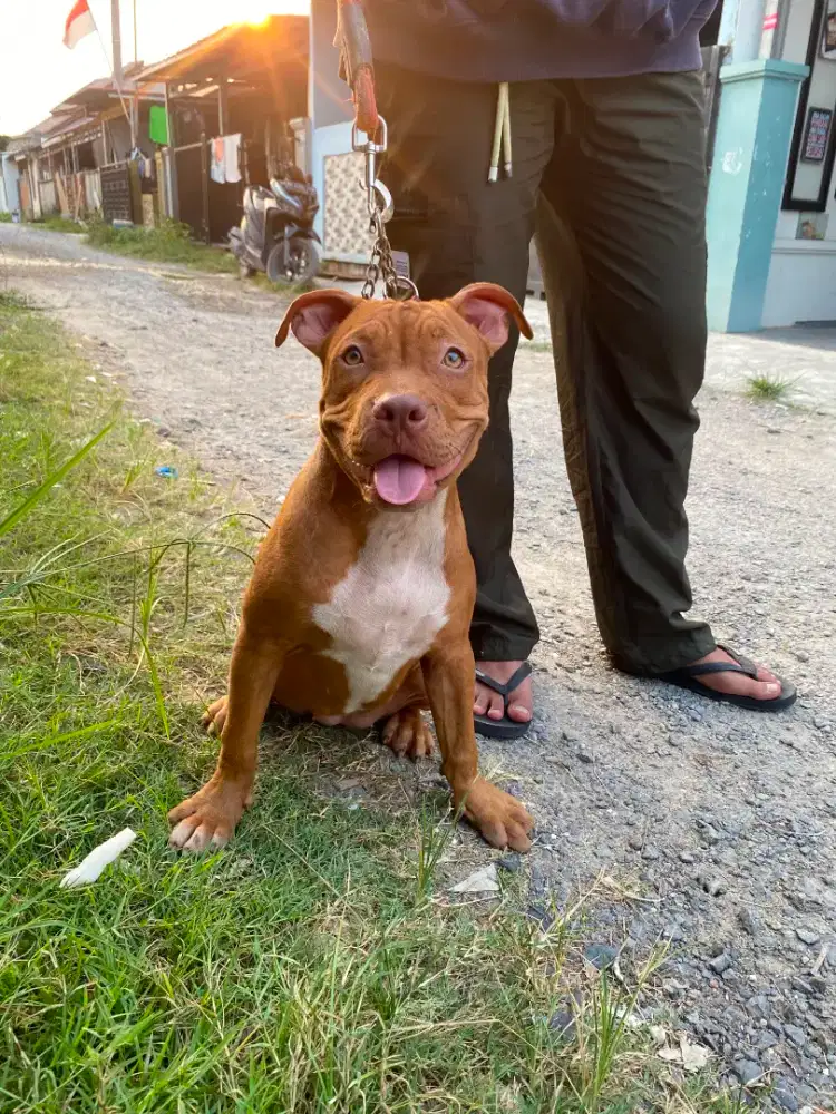 anakan pitbul betina friendly