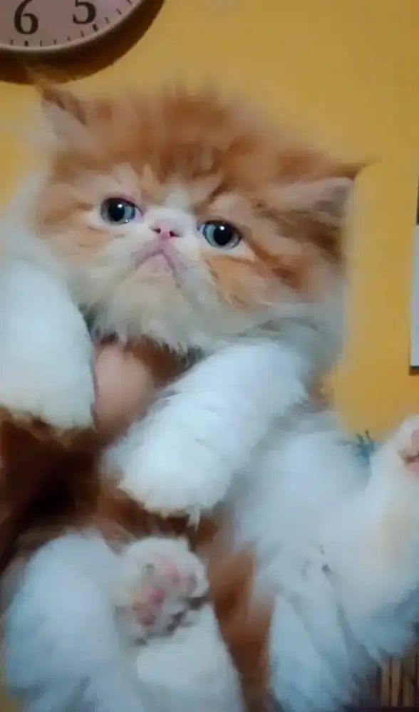 Kucing Persia Peaknose Jantan