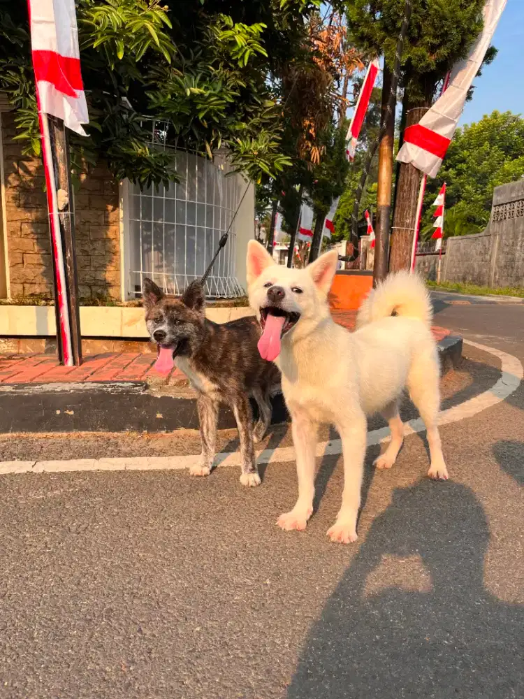 Japanese akita inu