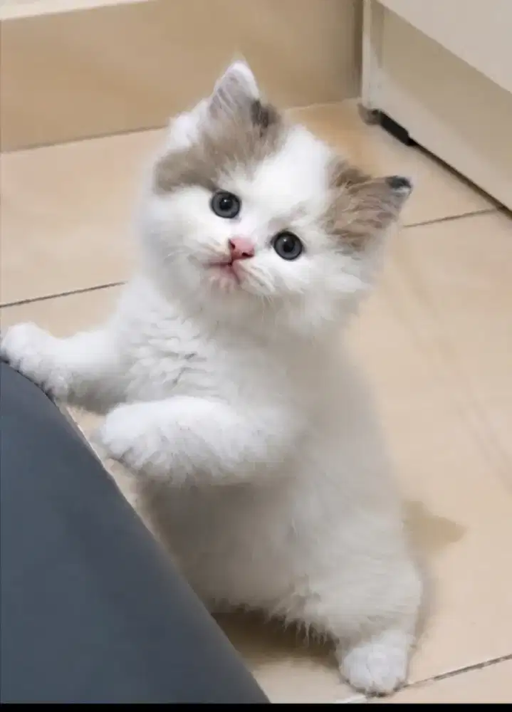 Ragdoll kitten jantan