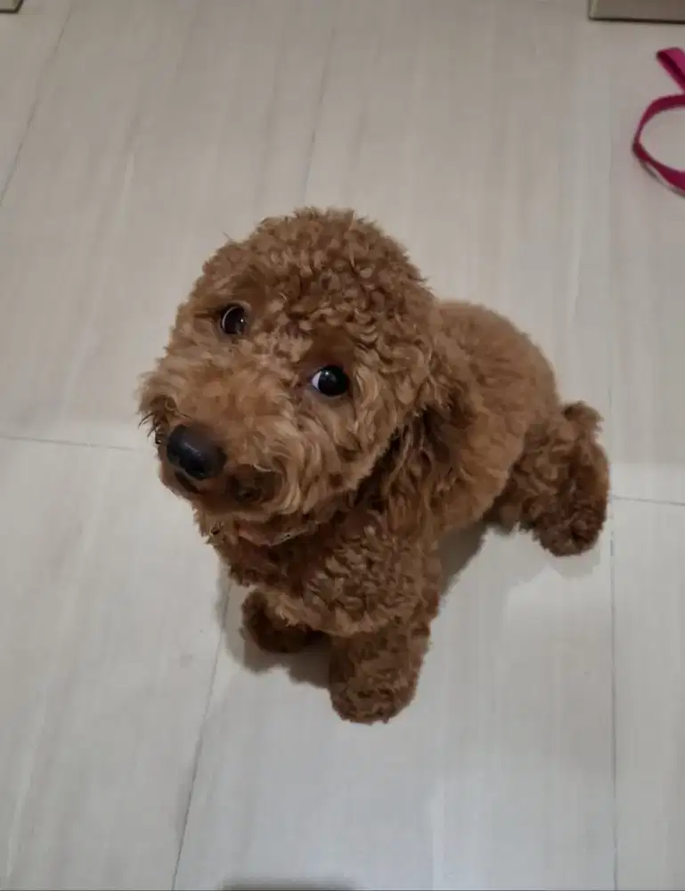 Open Adopt Red Poodle umur 2 tahun Betina. Super Friendly.