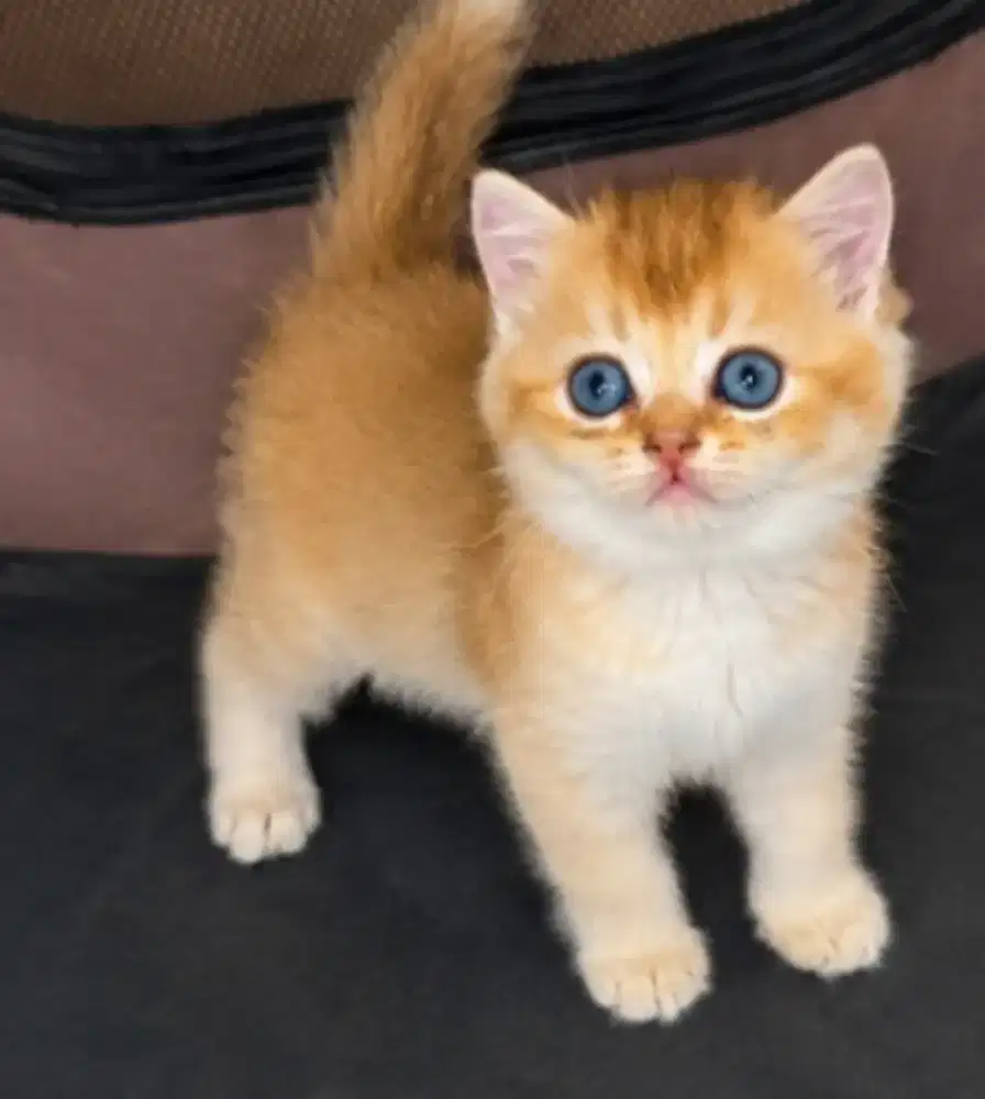 British shorthair golden betina