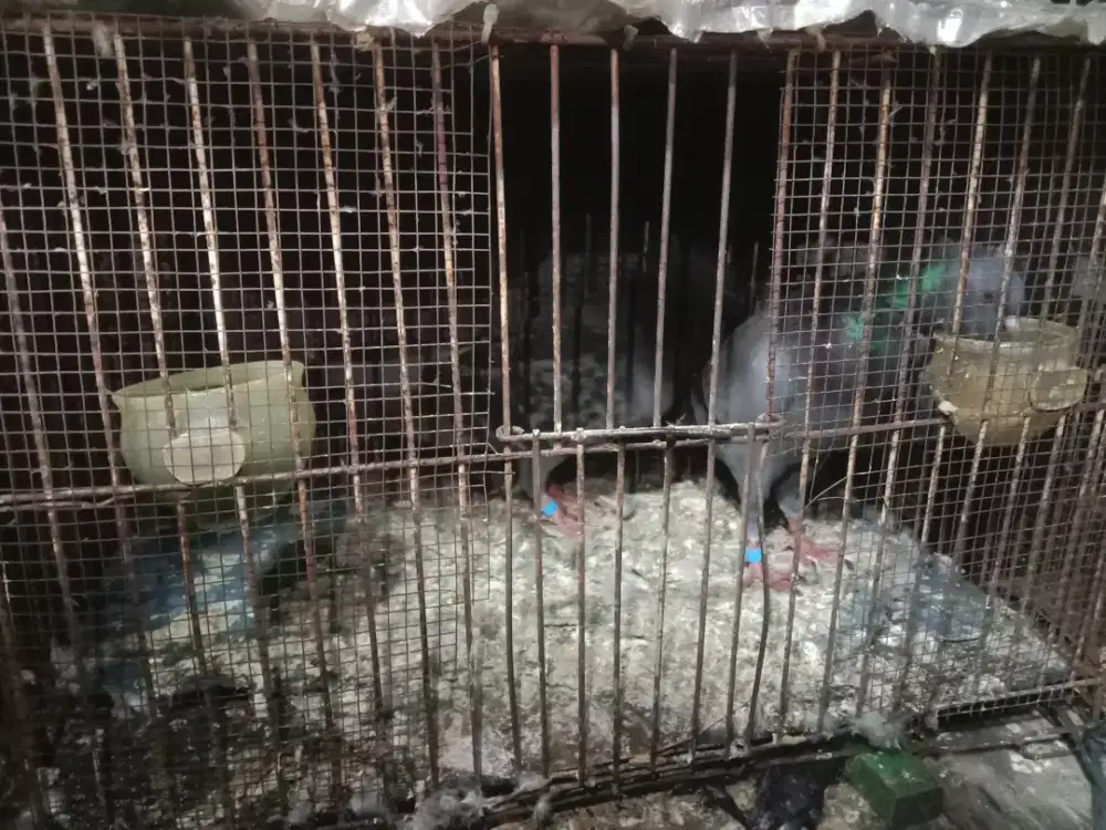 Burung dara sepasang