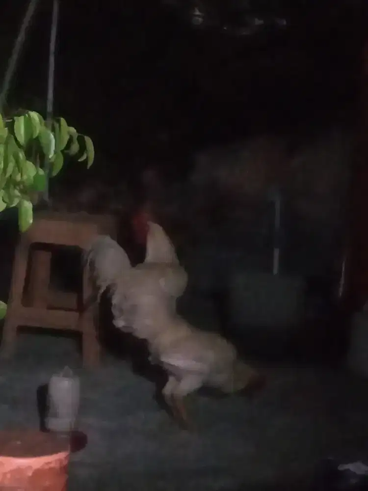 Ayam Jago Putih LEGHORN AMERIKA