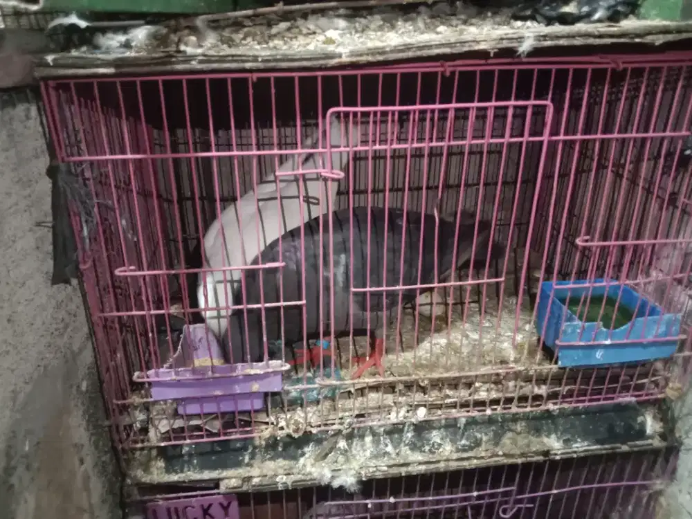 Burung dara sepasang