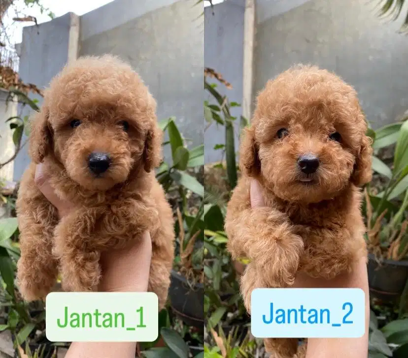 Ready adopt puppy poodle