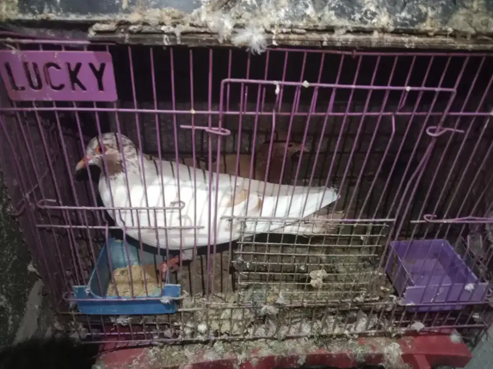 Burung dara sepasang