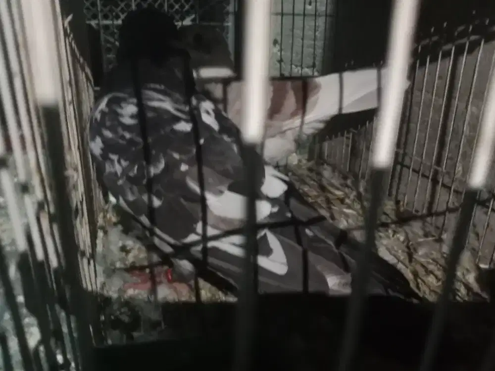 Burung dara sepasang