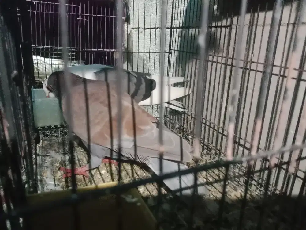 Burung dara sepasang
