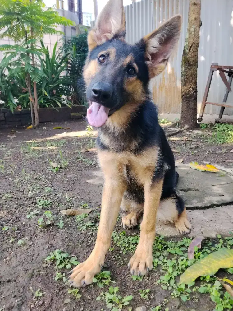 Anjing herder German Shepherd