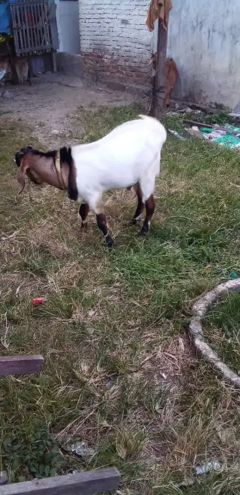 Jual 2 ekor kambing