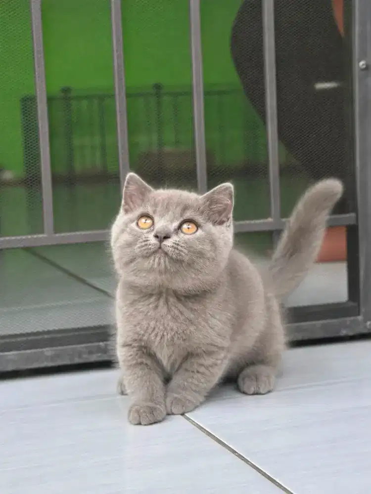 Kucing munchkin bsh