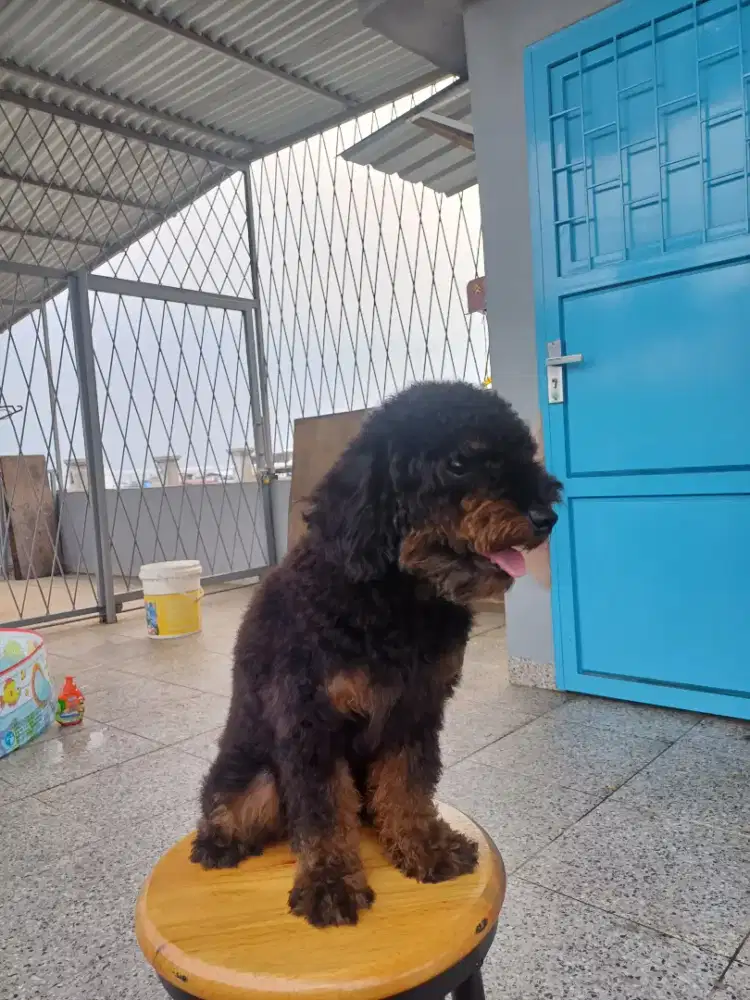 Poodle phantom betina