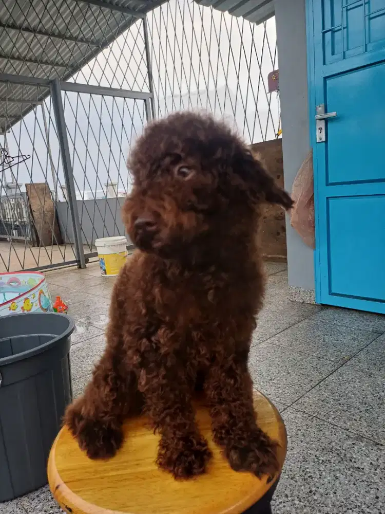 Poodle choco jantan
