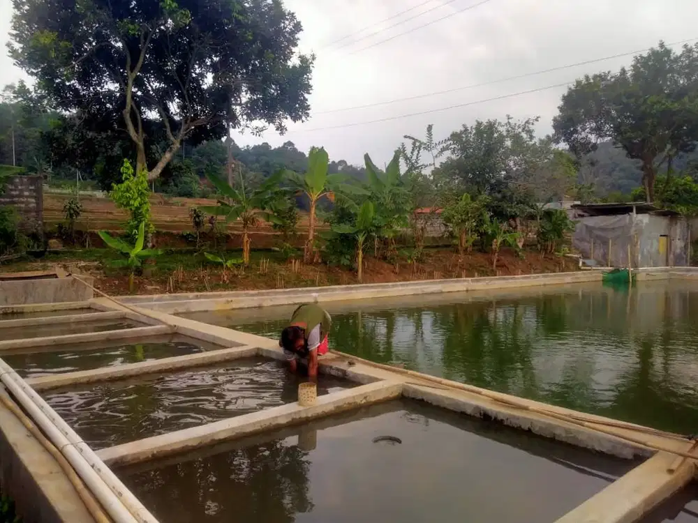 Dijual Tanah Produktif Pinggir Jalan Aspal
