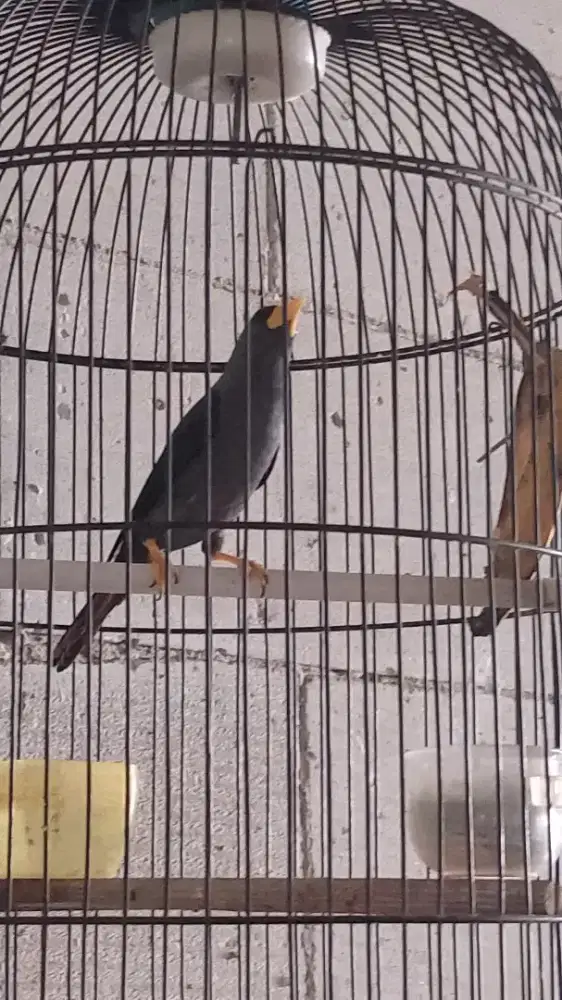 Burung jalak Rio rio