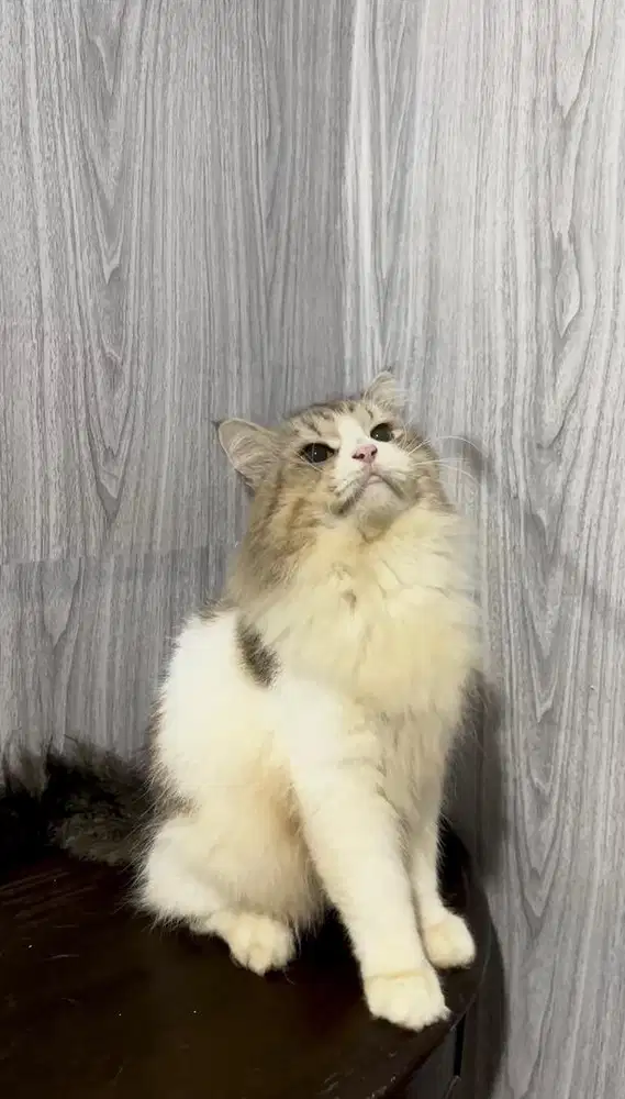 kucing persia jantan dewasa