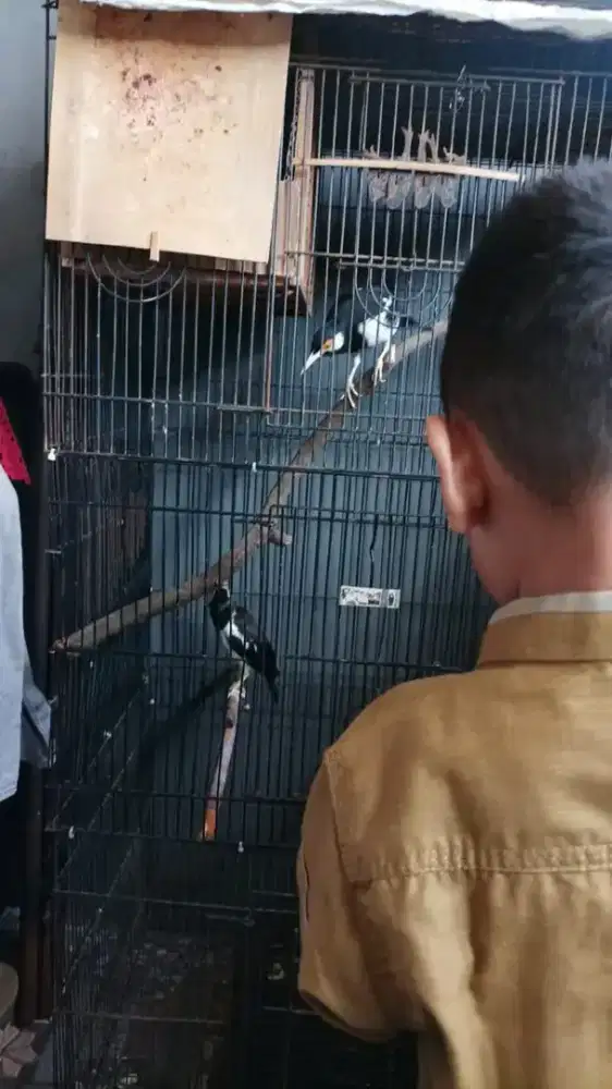 Jodoan jalak suren jawa produksian