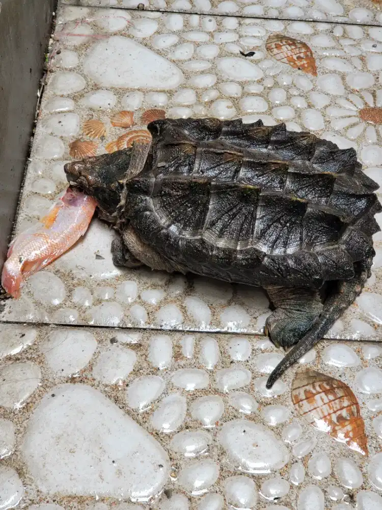 Kura kura aligator AST , sehat , terawat