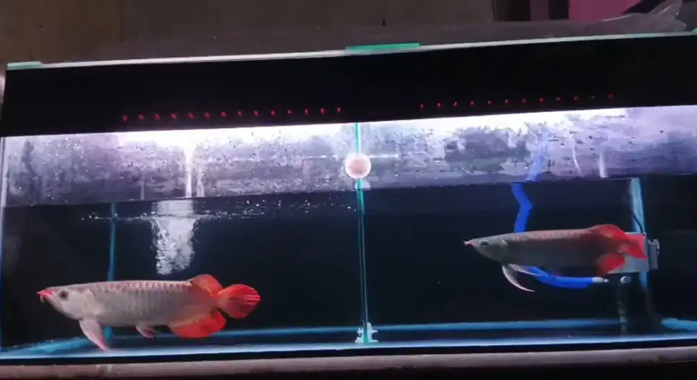 Arwana Super Red 32cm